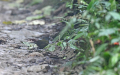 Arremon castaneiceps