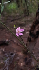 Eriostemon australasius