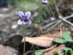 Viola hederacea