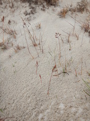Festuca richardsonii