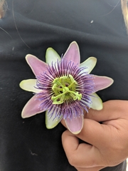 Passiflora alata × caerulea
