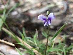 Viola hederacea