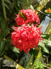 Ixora