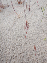 Festuca richardsonii