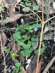 Viola hederacea