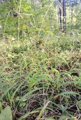 Brachypodium sylvaticum