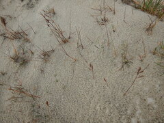Festuca richardsonii