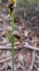 Calochilus campestris