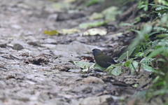 Arremon castaneiceps