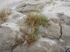 Festuca richardsonii