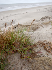Festuca richardsonii