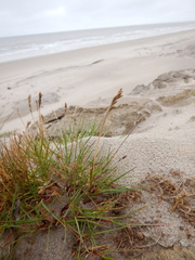 Festuca richardsonii