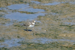 Charadrius hiaticula