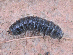 Cerogria janthinipennis