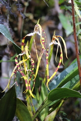Maxillaria speciosa