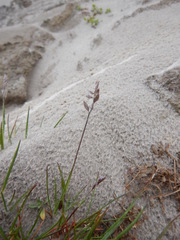 Festuca richardsonii