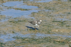 Charadrius hiaticula