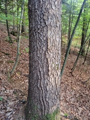 Abies alba
