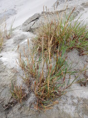 Festuca richardsonii