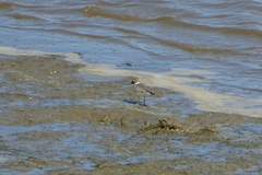 Charadrius hiaticula