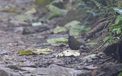 Arremon castaneiceps