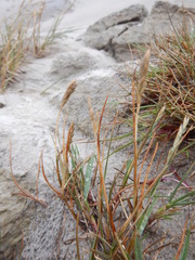 Festuca richardsonii