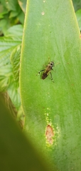 Exaireta spinigera