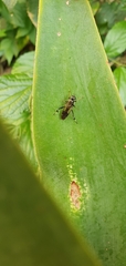 Exaireta spinigera