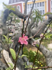 Prunus