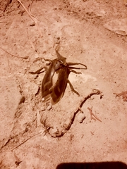 Lethocerus patruelis