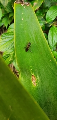 Exaireta spinigera