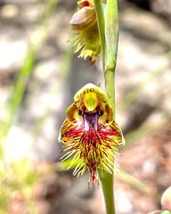 Calochilus campestris