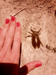 Lethocerus patruelis