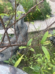 Prunus