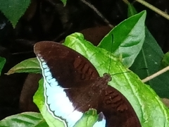 Tanaecia iapis