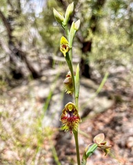 Calochilus campestris