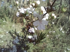 Westringia eremicola