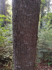 Abies alba