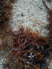 Furcellaria lumbricalis