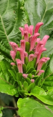 Justicia carnea