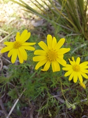 Senecio pinnatifolius