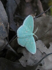 Comostola subtiliaria