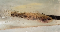 Etheostoma proeliare