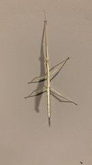 Megaphasma denticrus