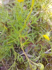 Senecio pinnatifolius