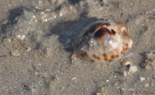 Cypraea teulerei observed 2018-11-23