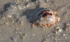 Barycypraea teulerei