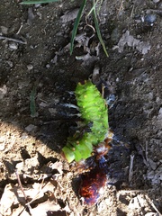 Actias aliena aliena