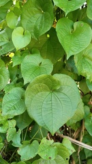 Dioscorea bulbifera
