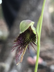Calochilus paludosus